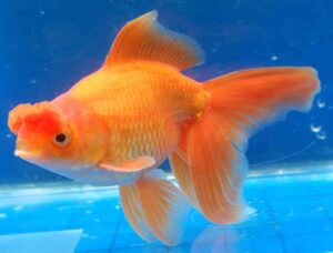 Pom Pom Goldfish