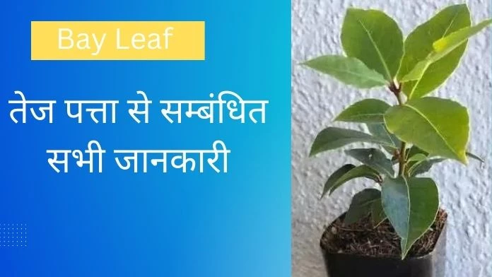 Bay Leaf in Hindi